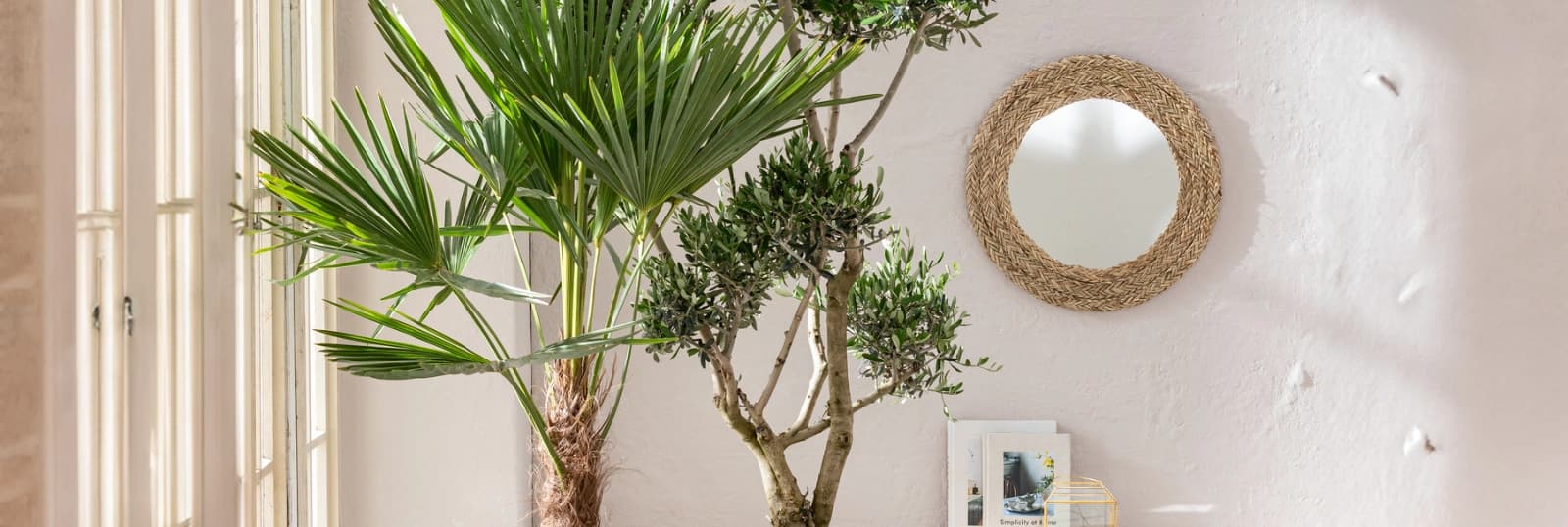 Bis -15 °C winterhart