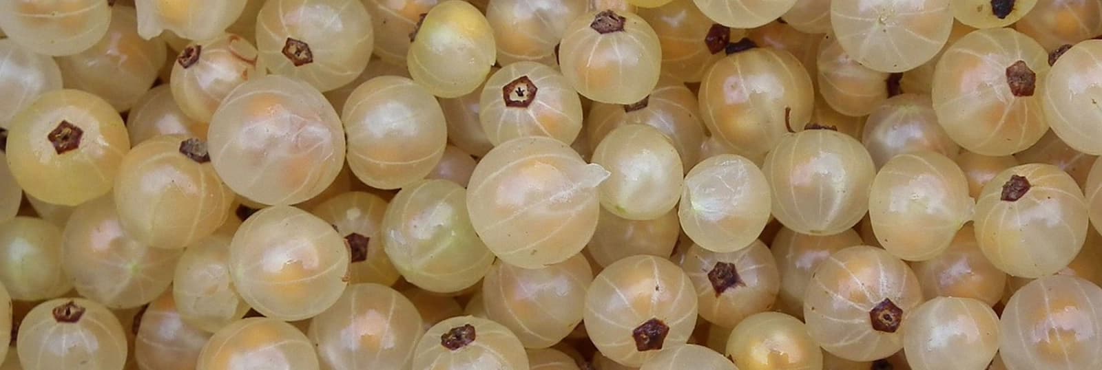 Weiße Johannisbeere