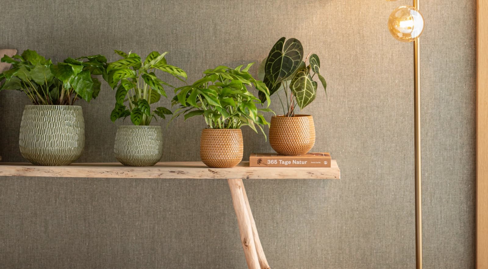 Top 10: Zimmer­pflanzen für wenig Licht