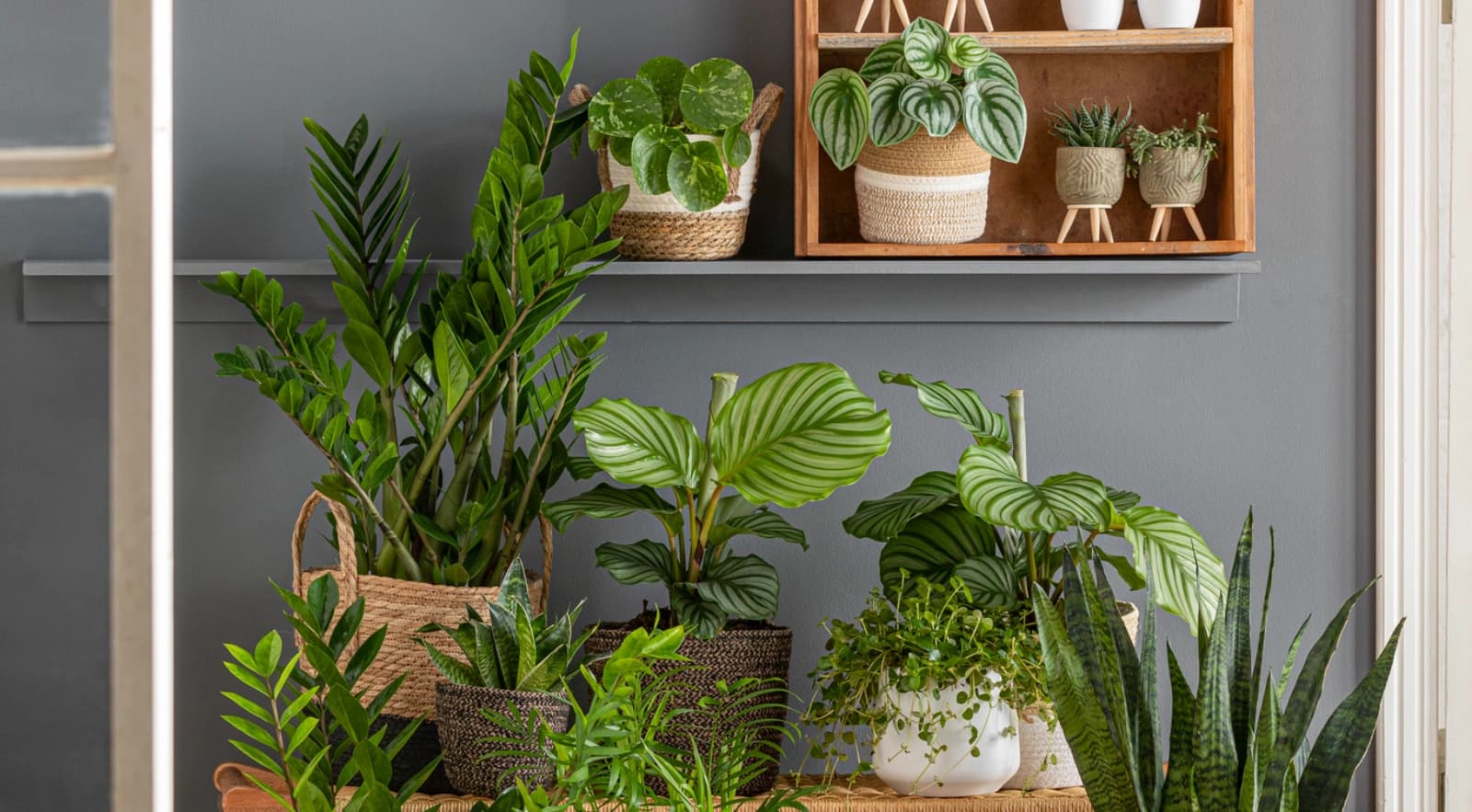 Top 10: Pflegleichte Zimmer­pflanzen