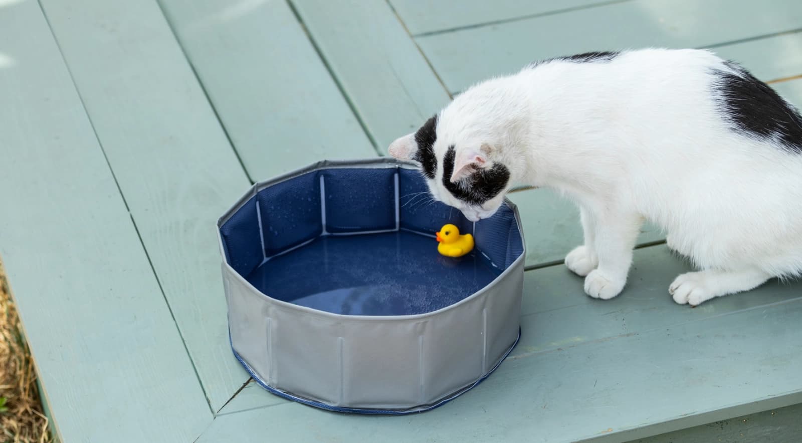 Hitzetipps für Haustiere