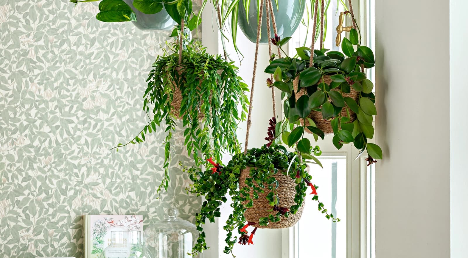 Top 10: Hängepflanzen