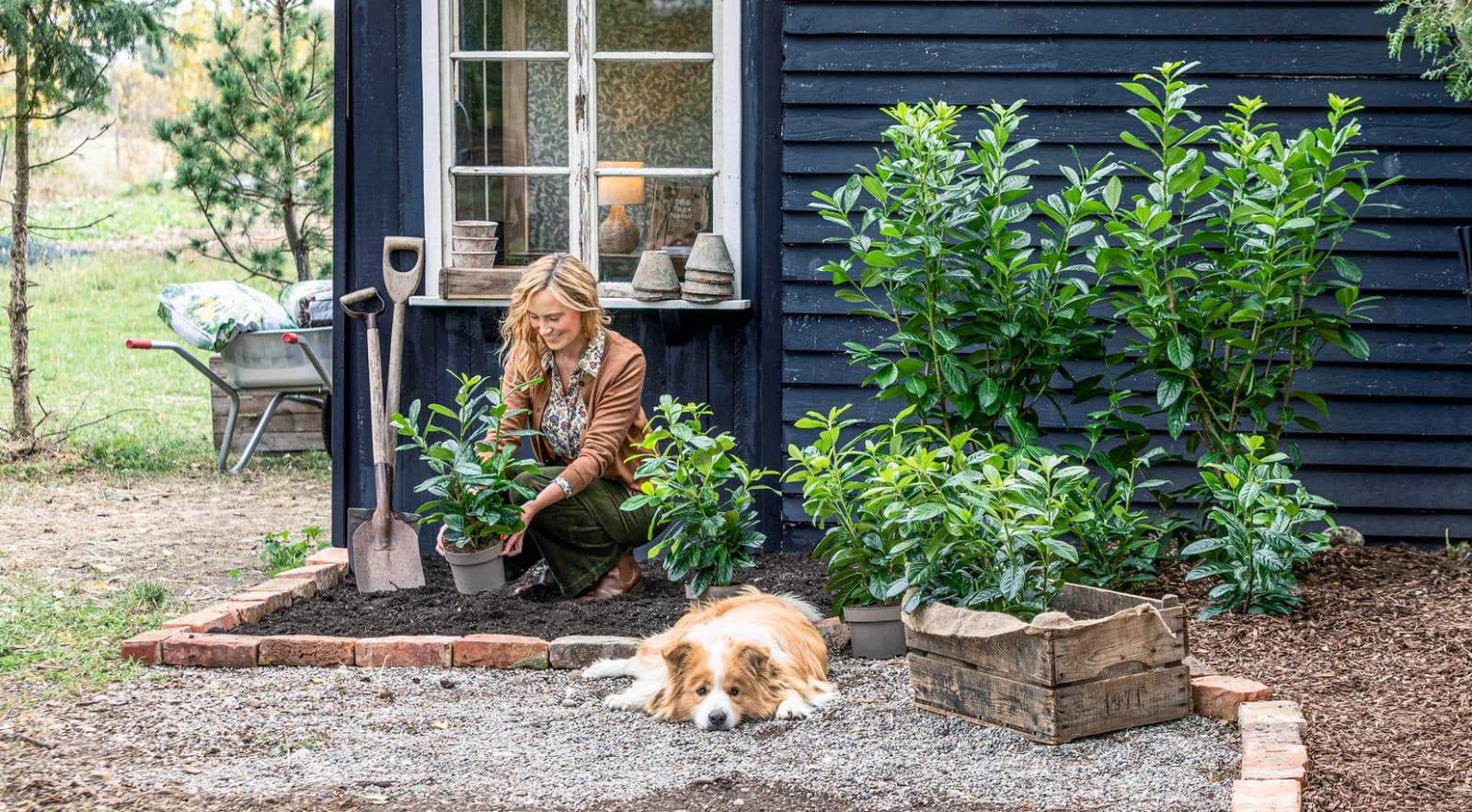 Immergrüne Pflanzen