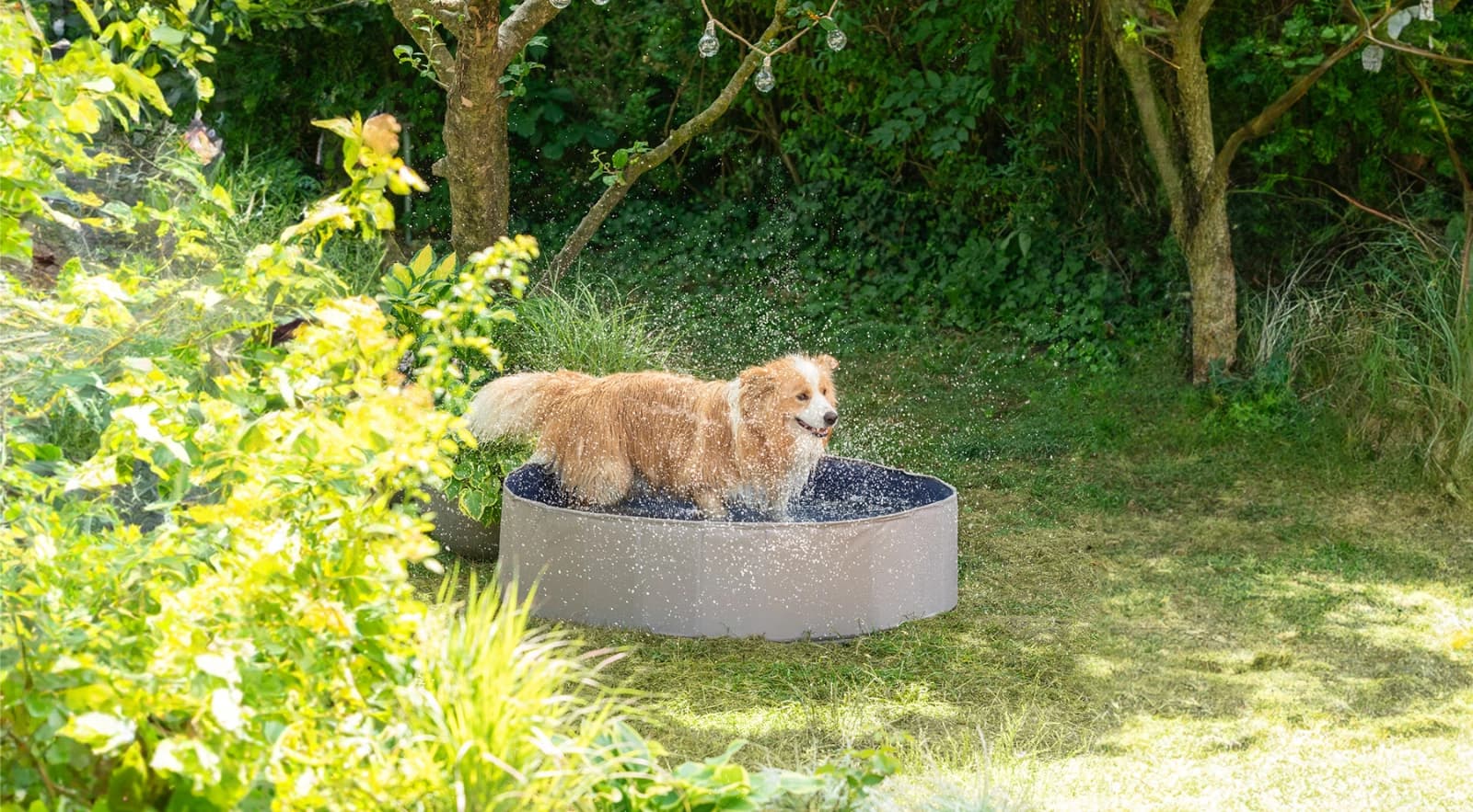 Hitzetipps für Haustiere