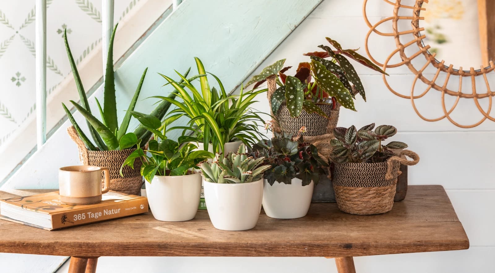 Zimmer­pflanzen für jeden Raum
