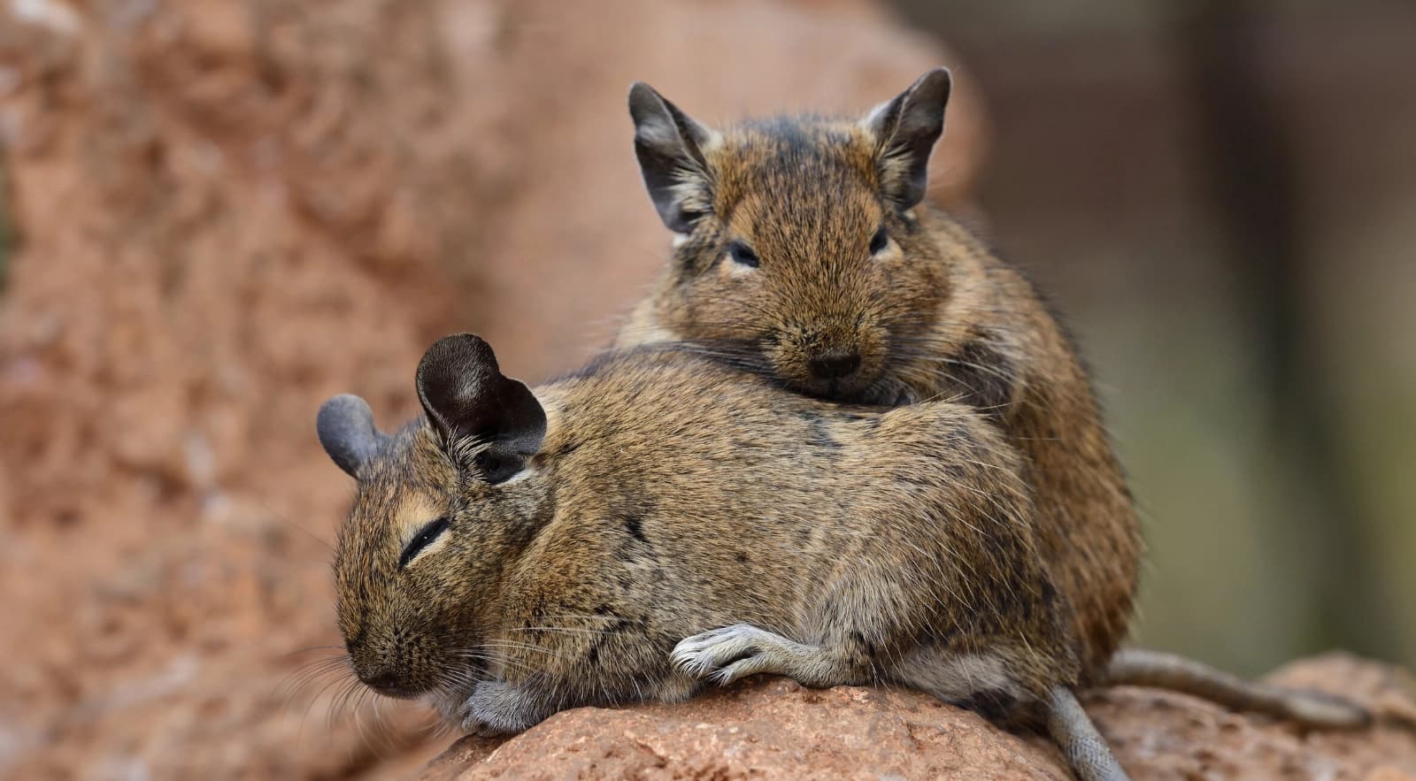 Degus