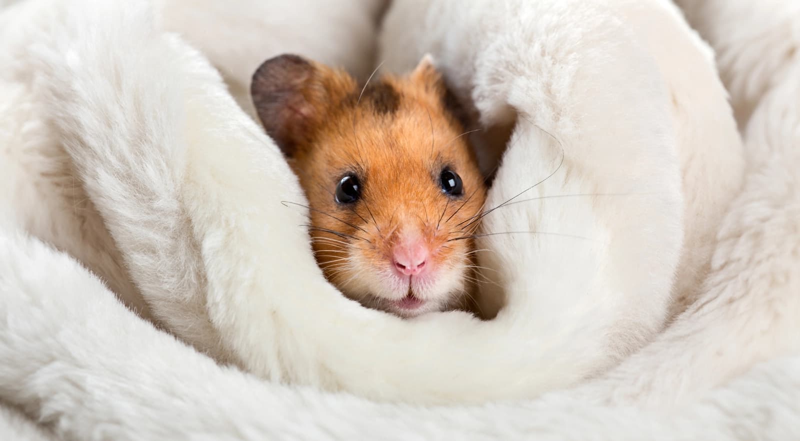 Goldhamster