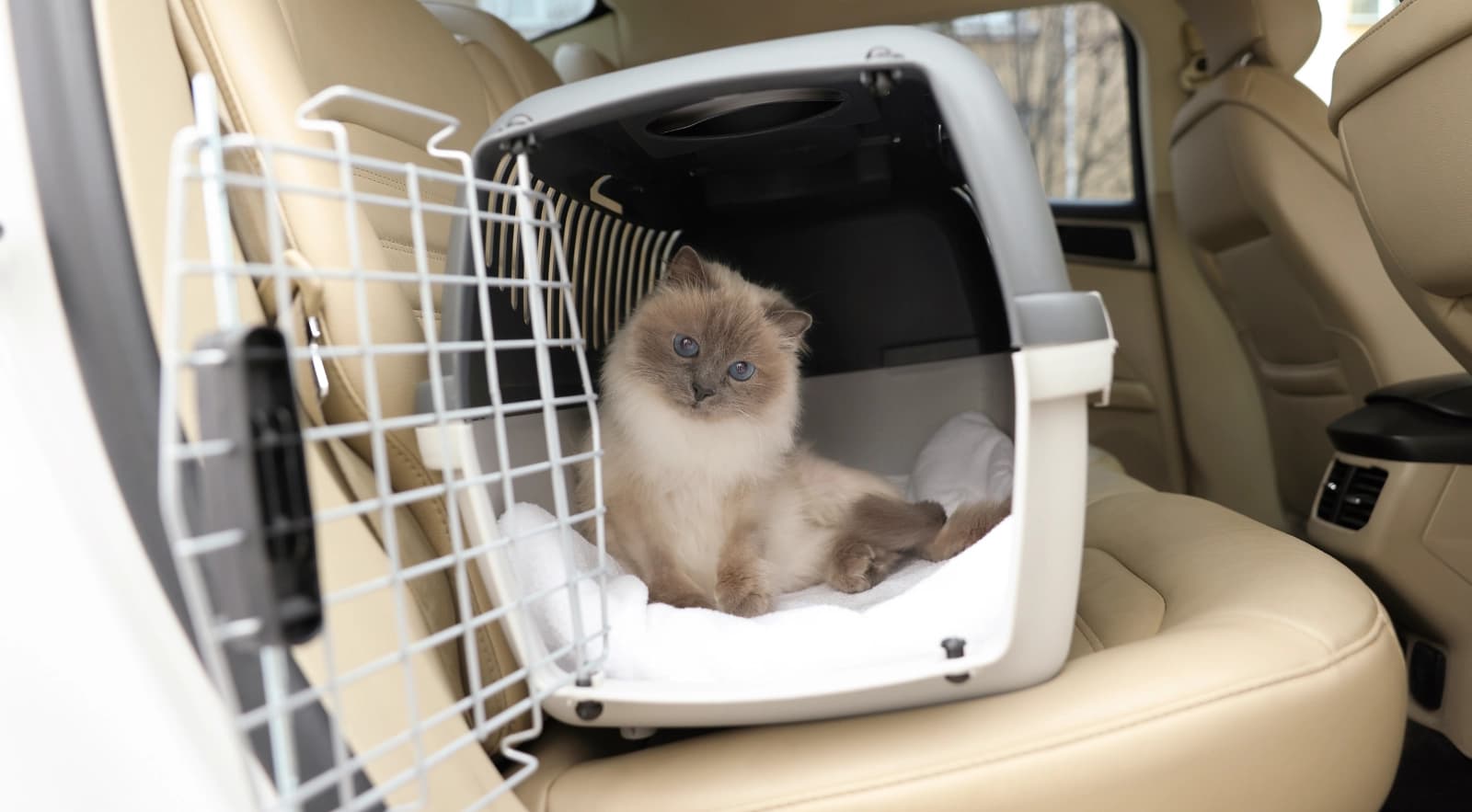 Katzen­transport
