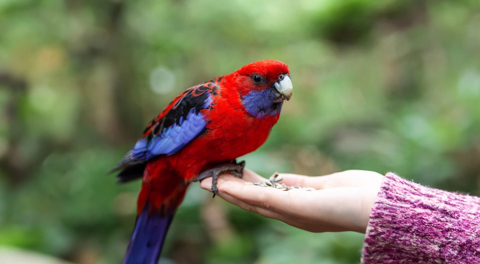 Plattschweifsittiche