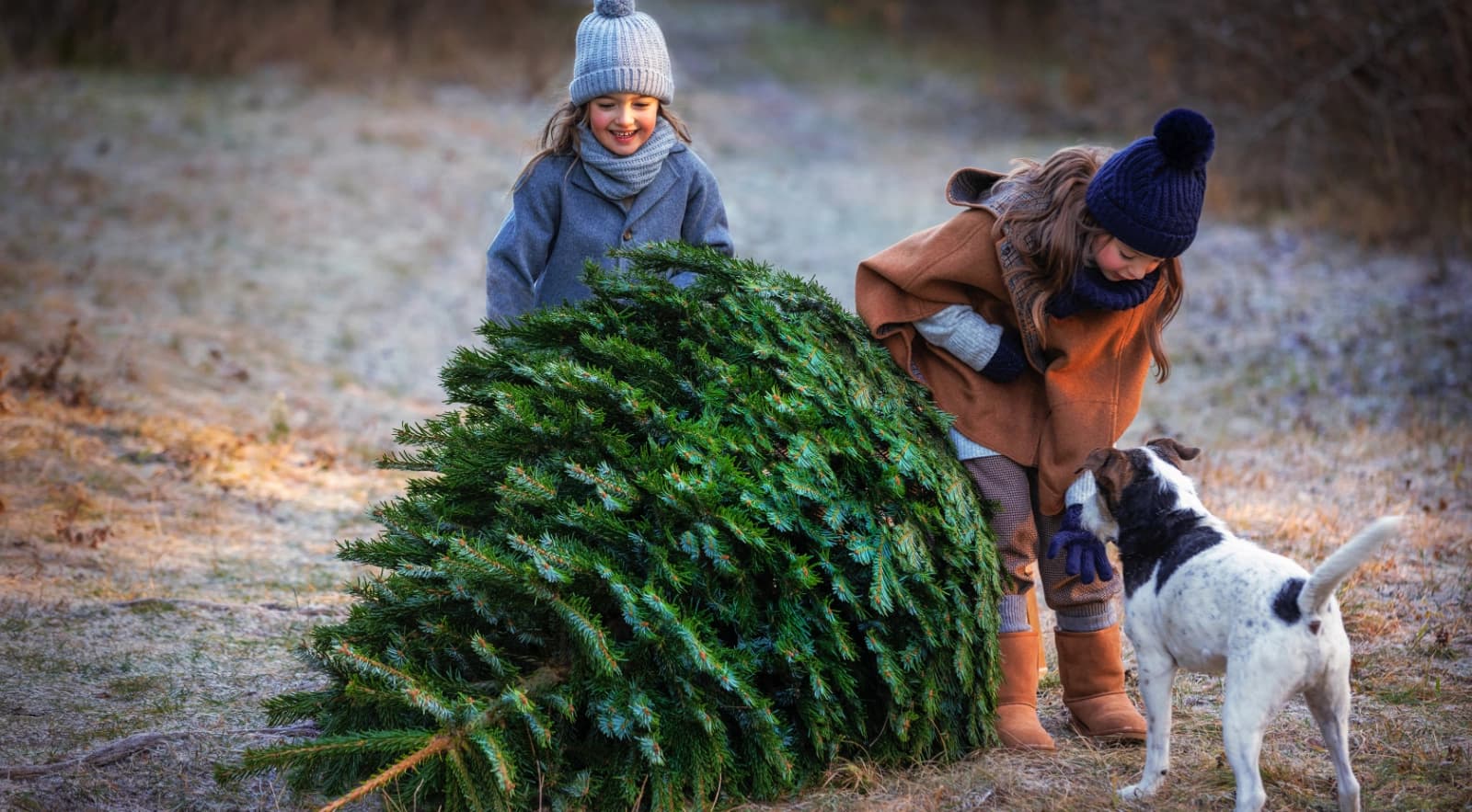 10 Profitpps: Weihnachtsbäume Haltbarkeit
