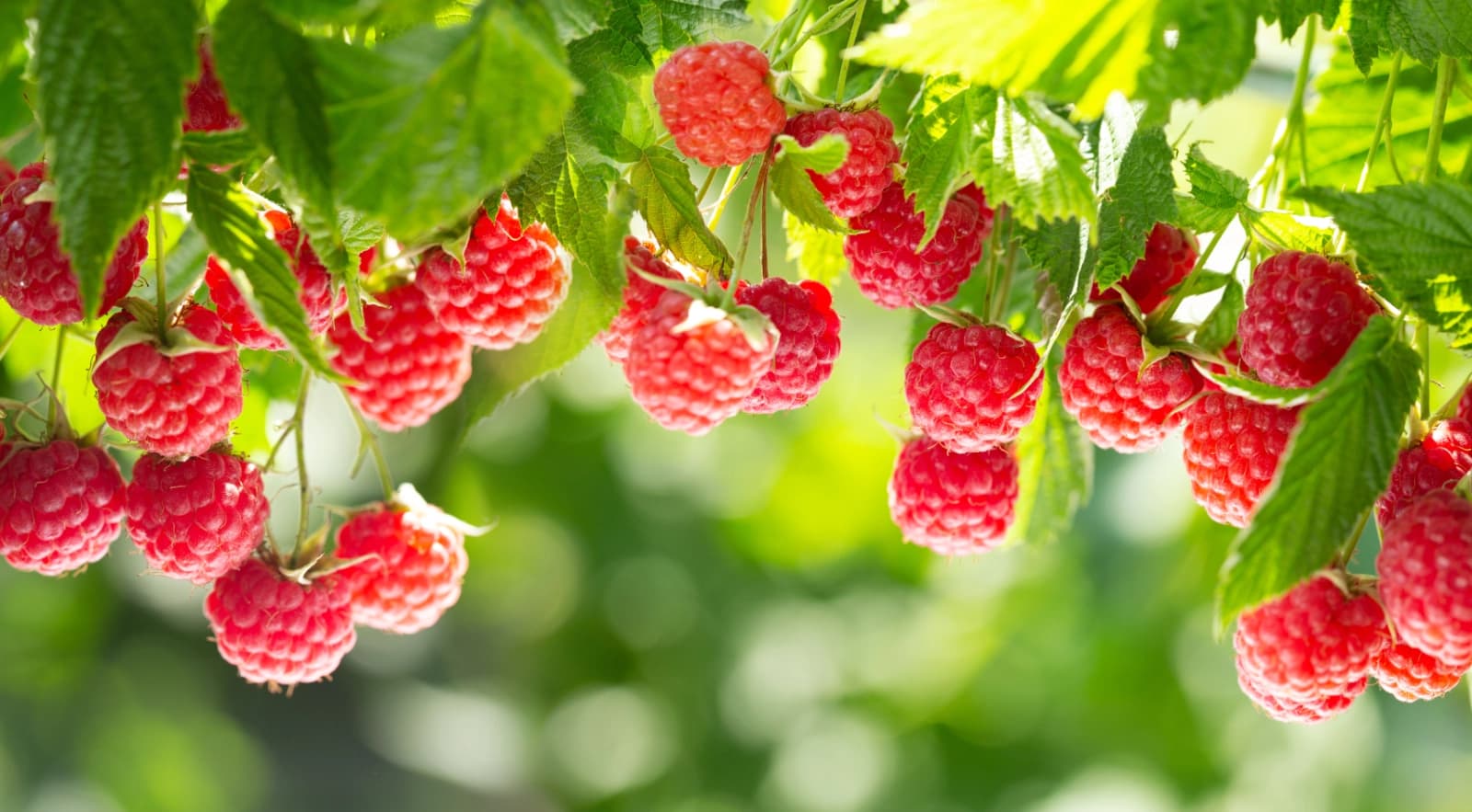 Himbeeren