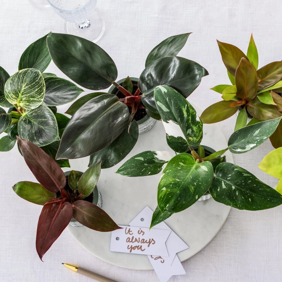 Monstera & Philodendron