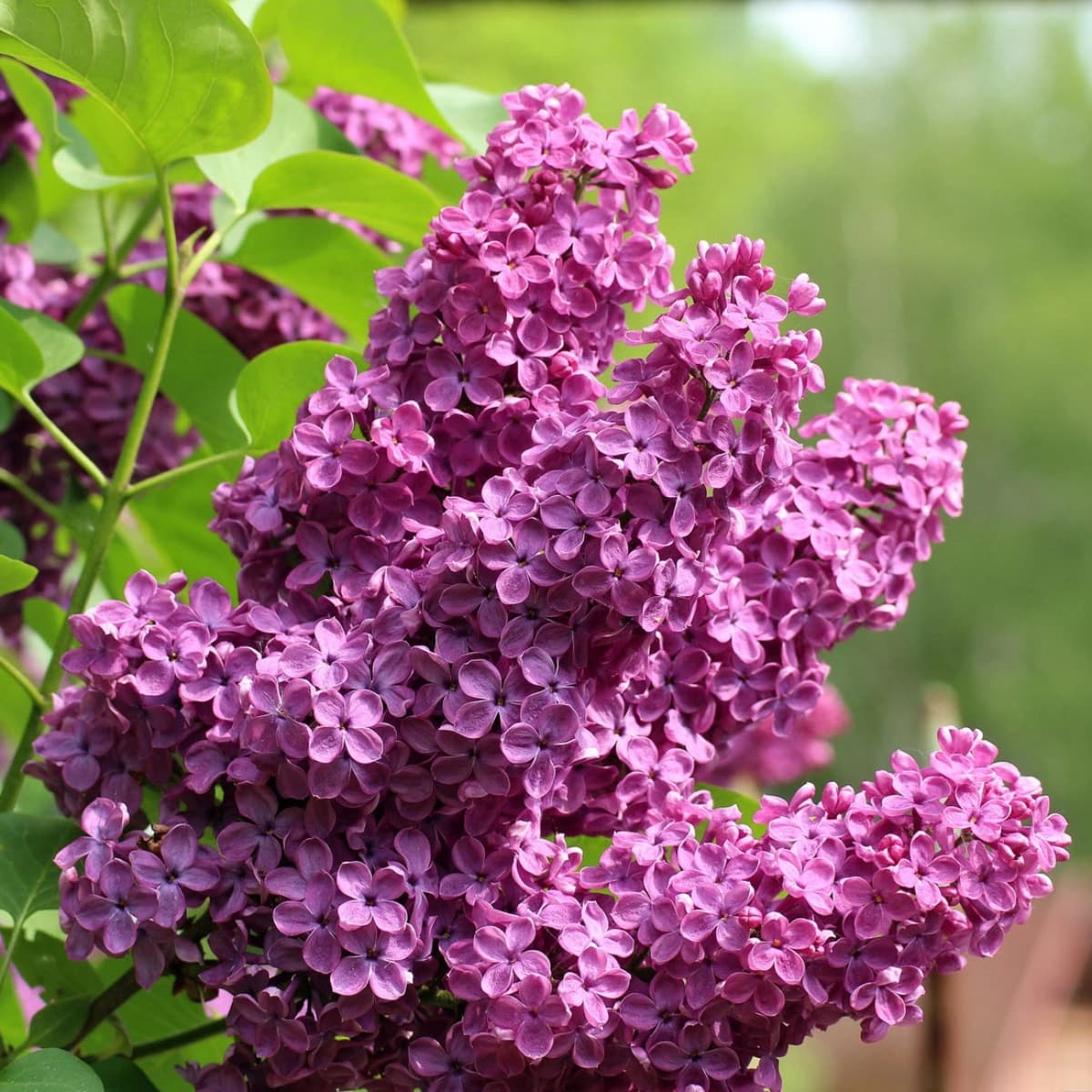 Blühende Sträucher