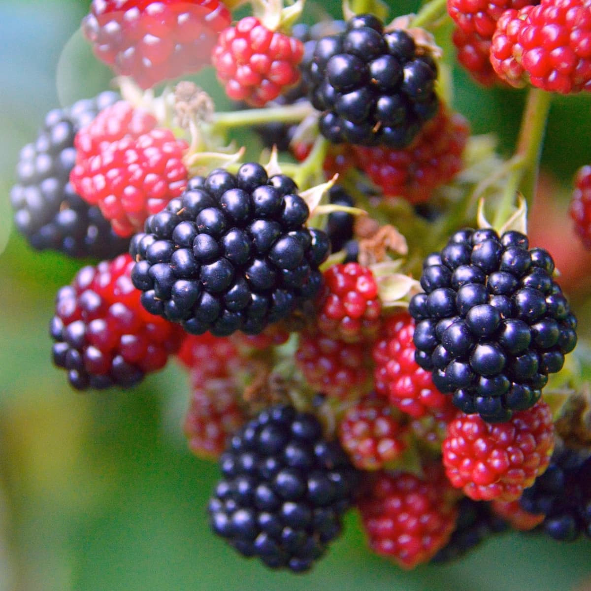 Himbeeren & Brombeeren