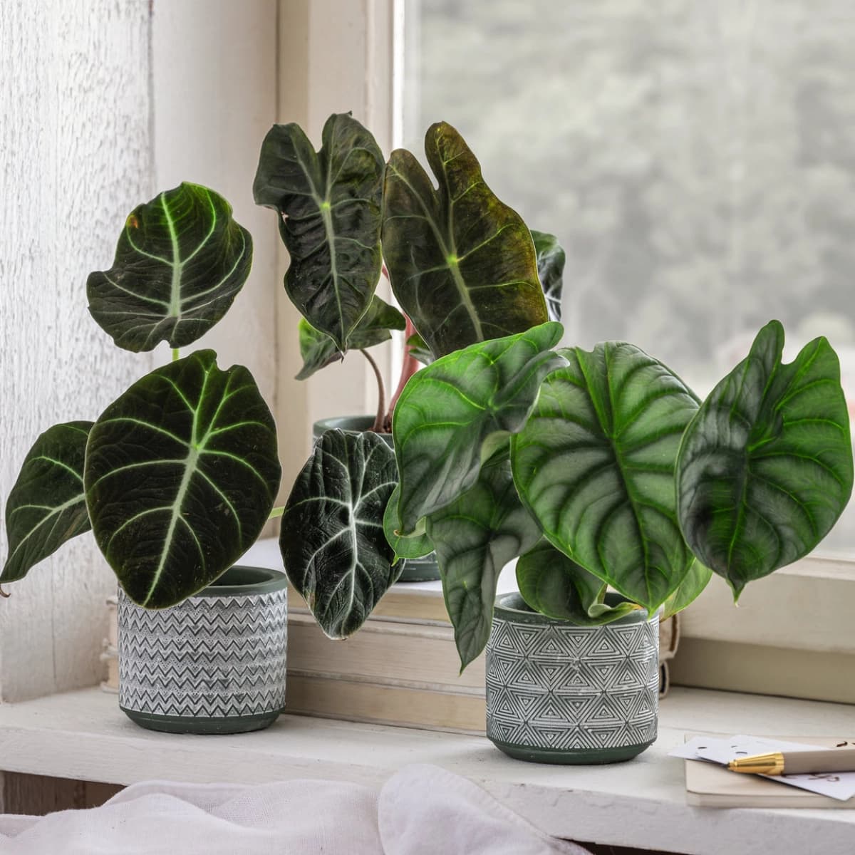 Calathea & Alocasia