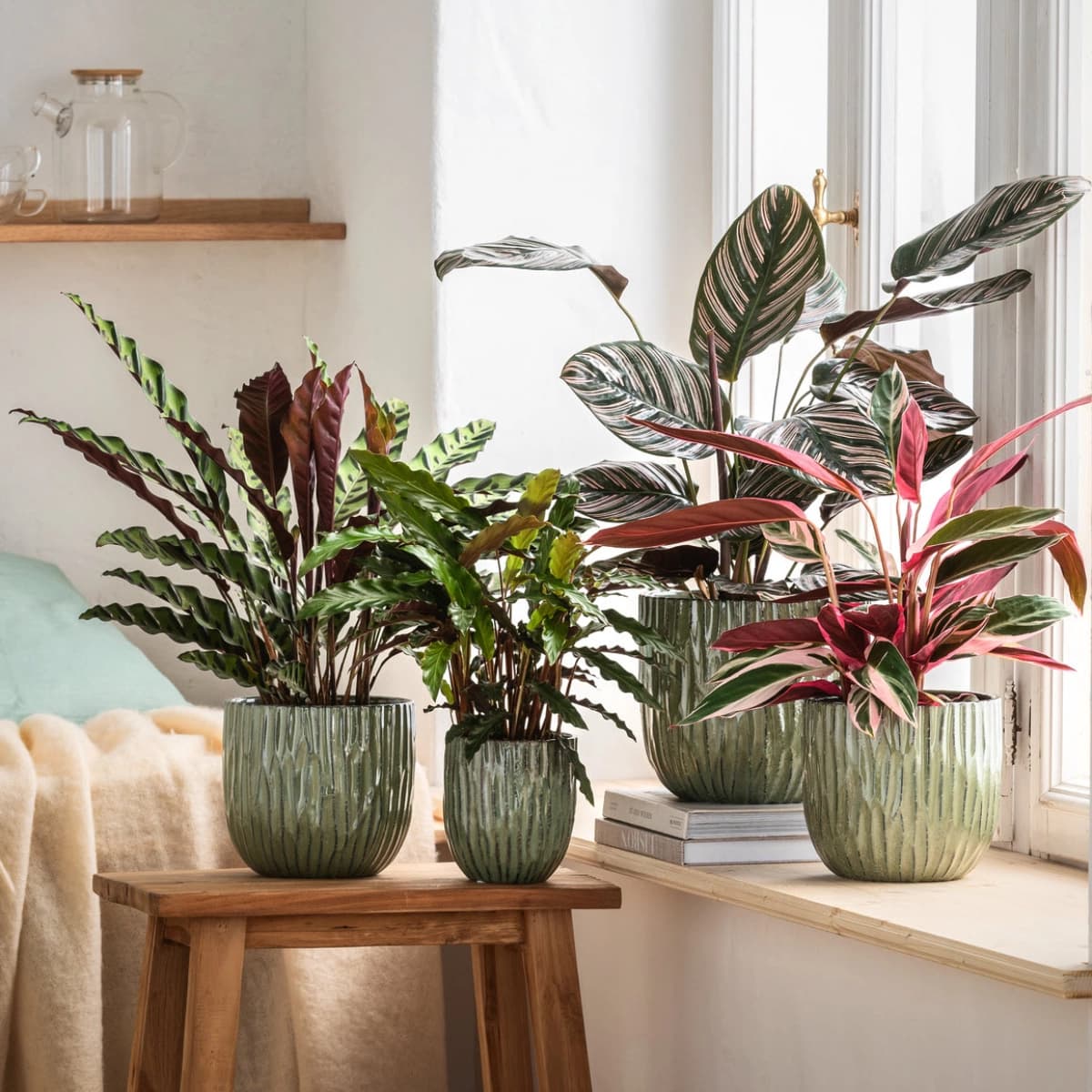 Calathea & Alocasia
