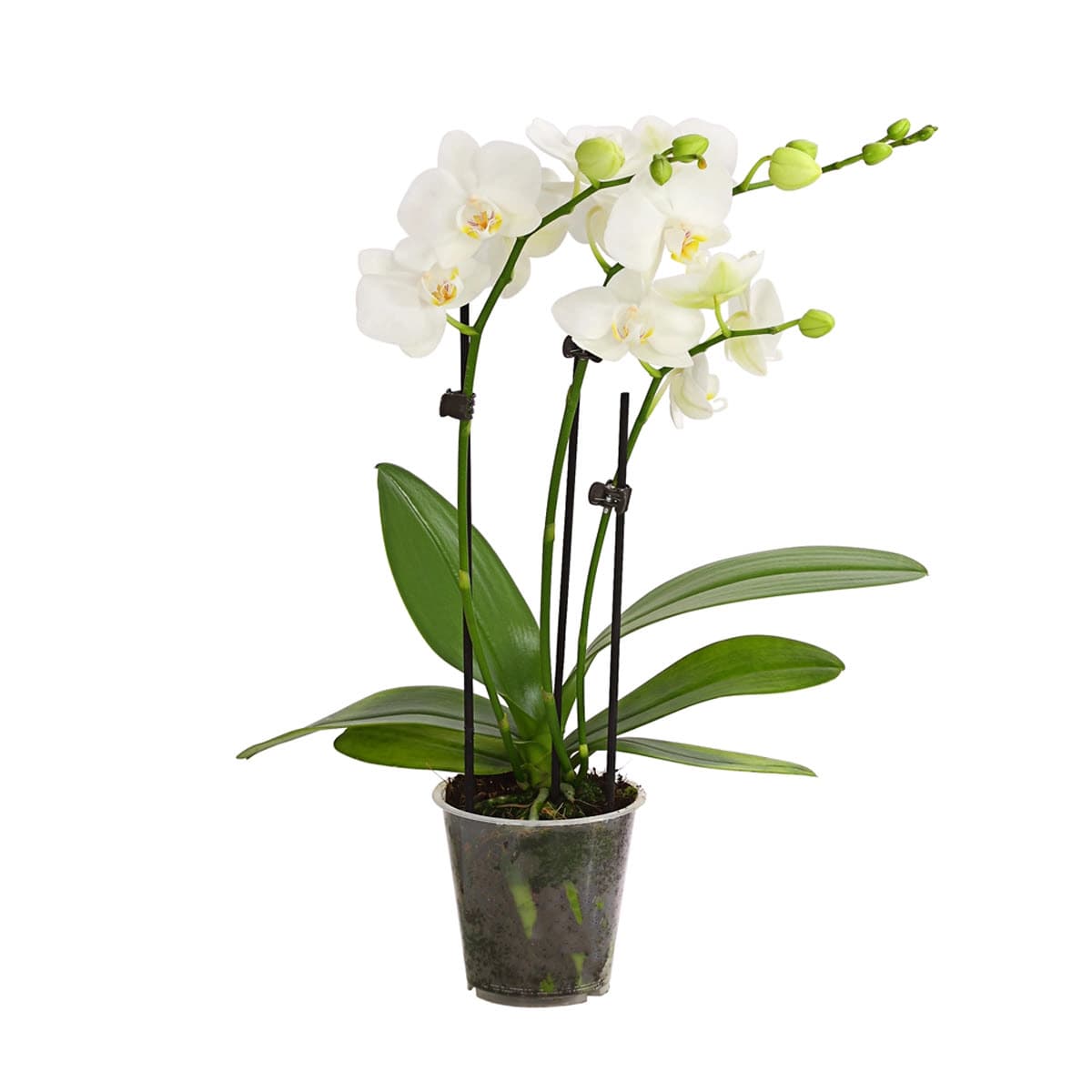 Blühende Zimmerpflanzen