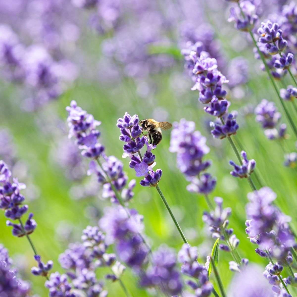 Lavendel