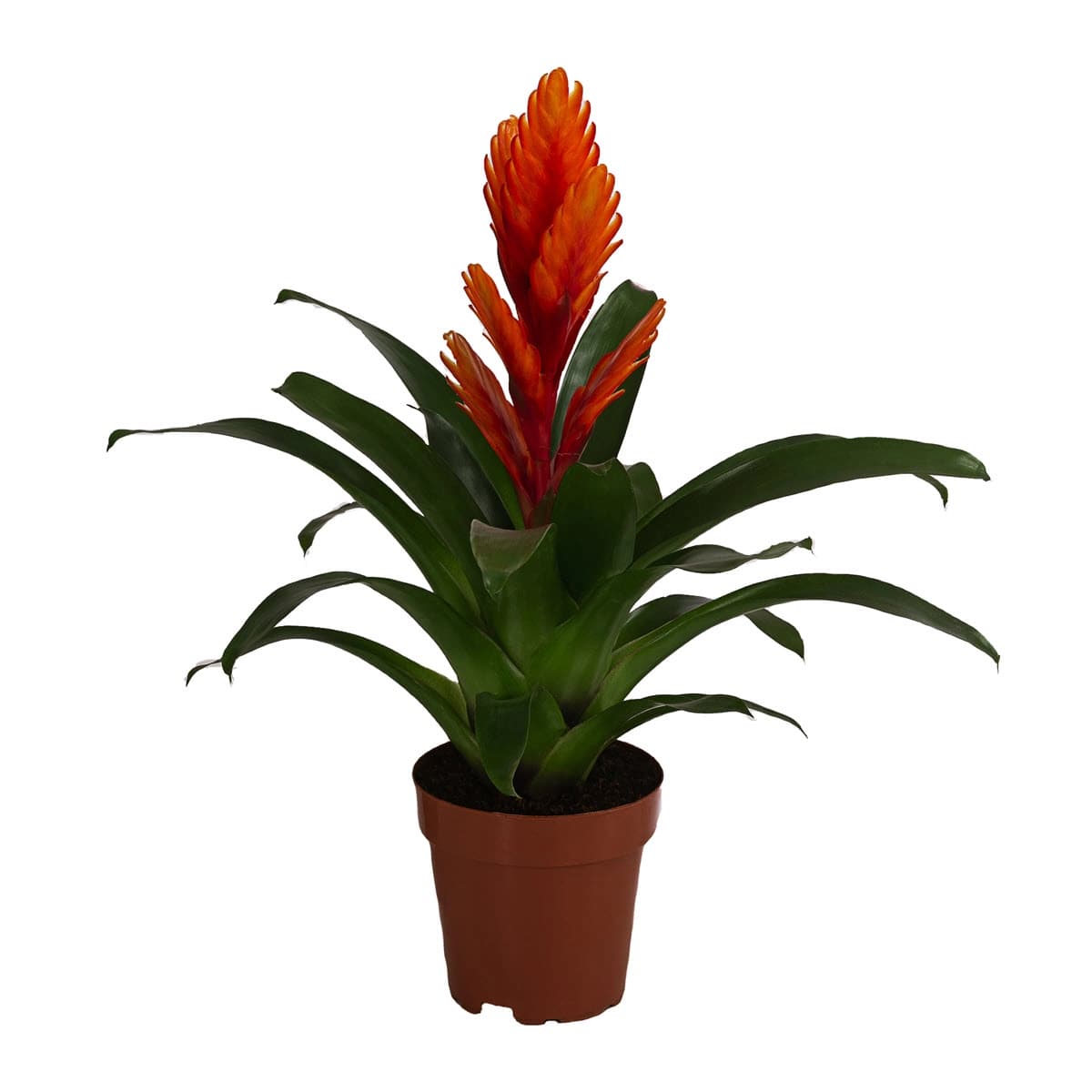 Bromelien