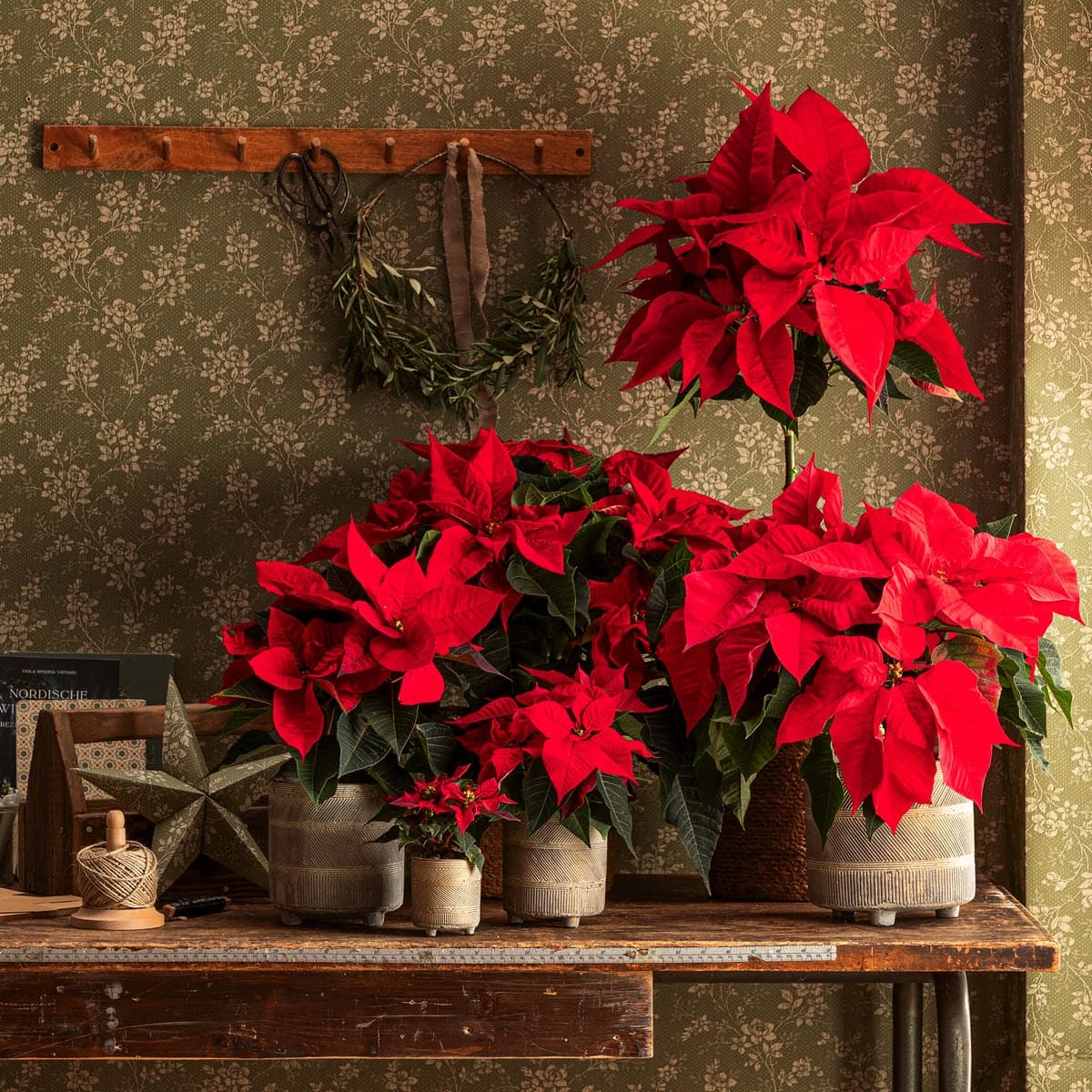 Blühende Zimmer­pflanzen