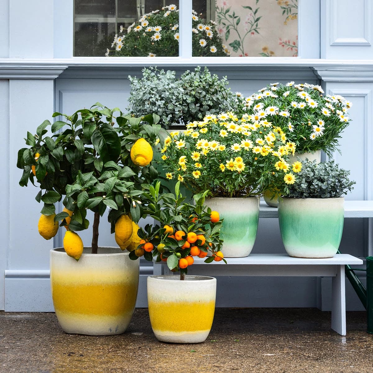 Balkon- & Terrassenpflanzen