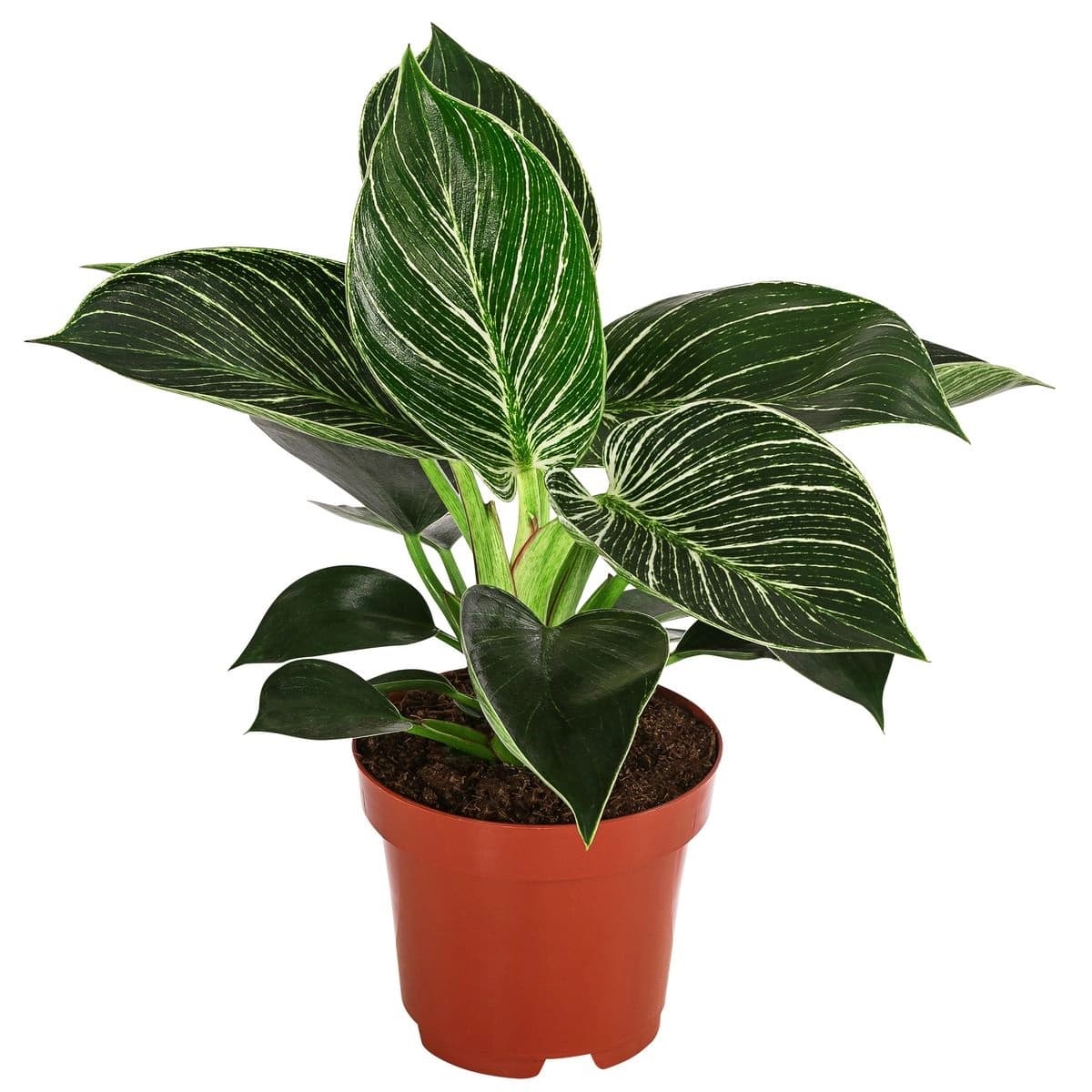 3. Philodendron