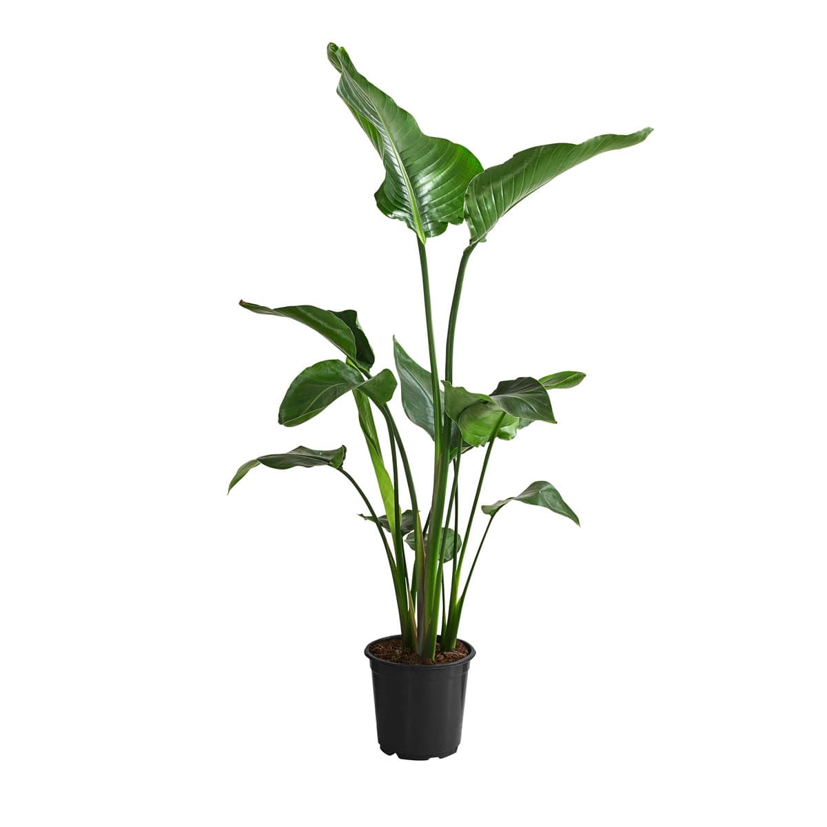 Grüne Zimmerpflanzen