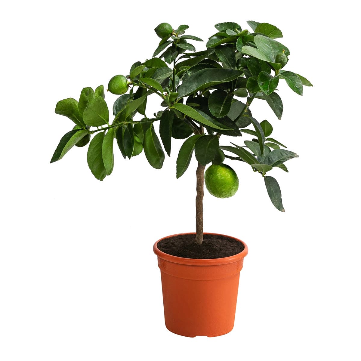 Mediterrane Obstpflanzen