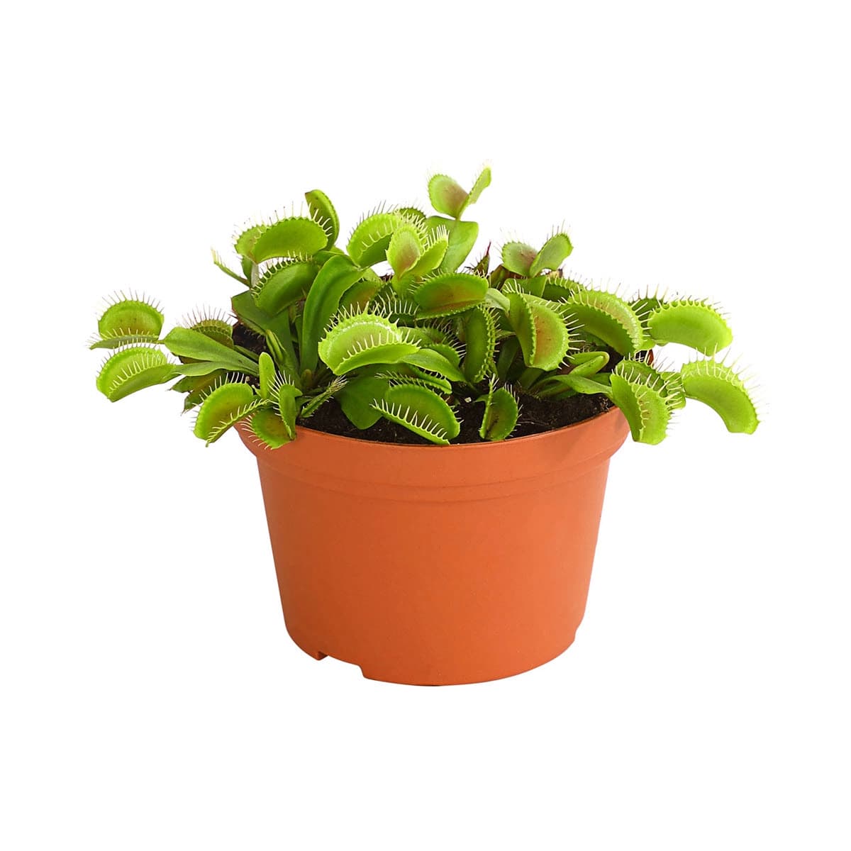 Fleischfressende Pflanzen