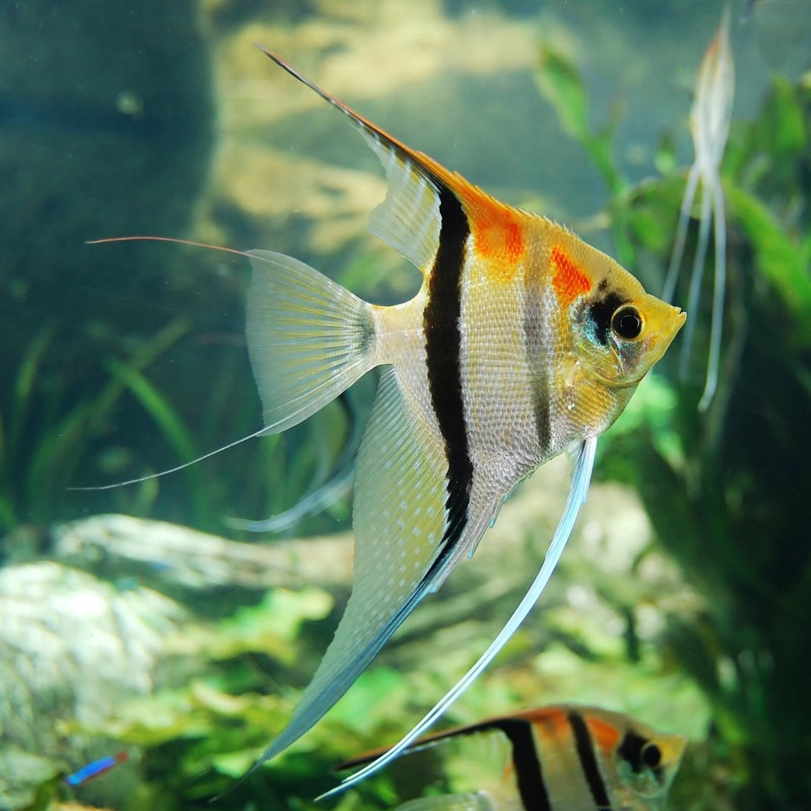 Aquaristik
