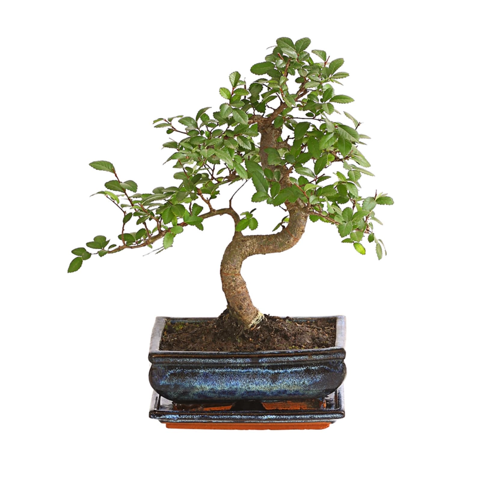 Bonsai