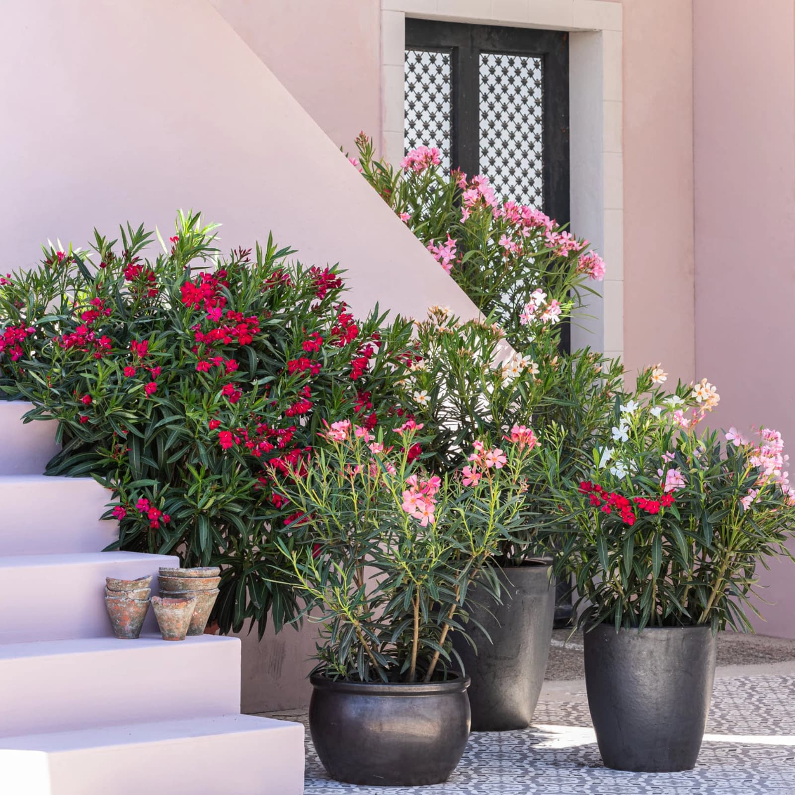 Hibiskus & Oleander
