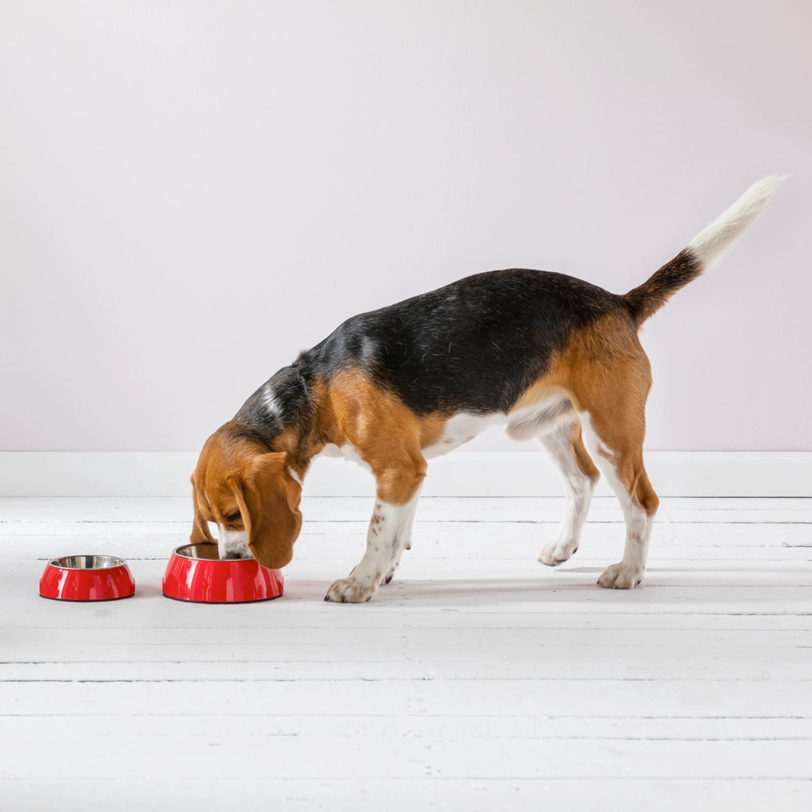 Trockenfutter Hund