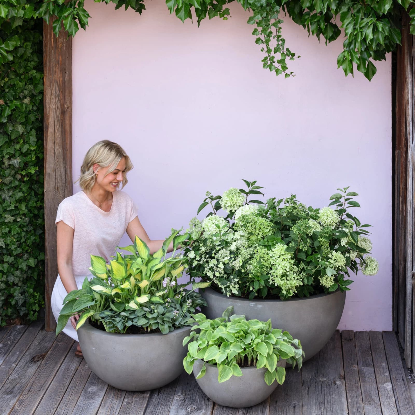 Blattschmuck­stauden