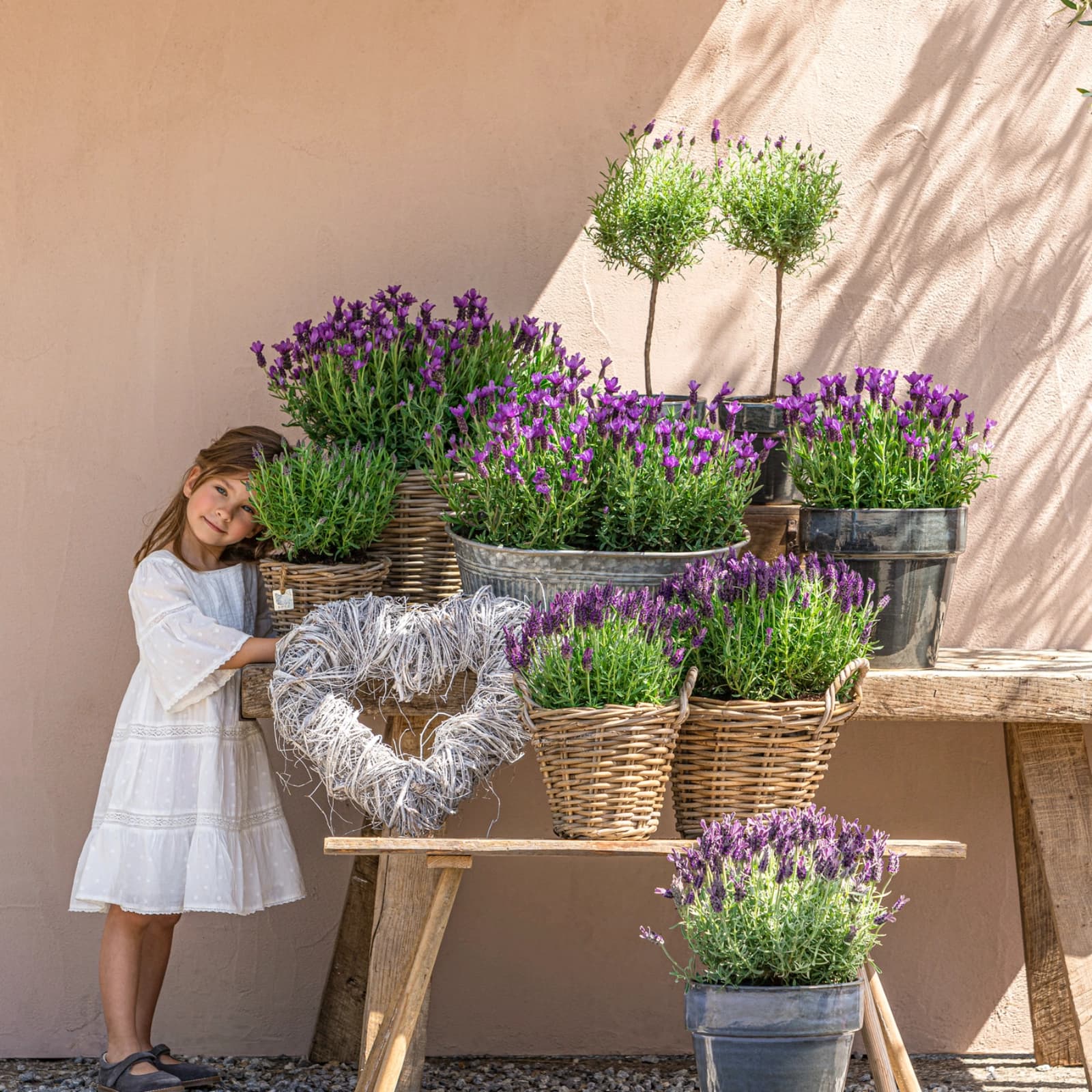 Lavendel