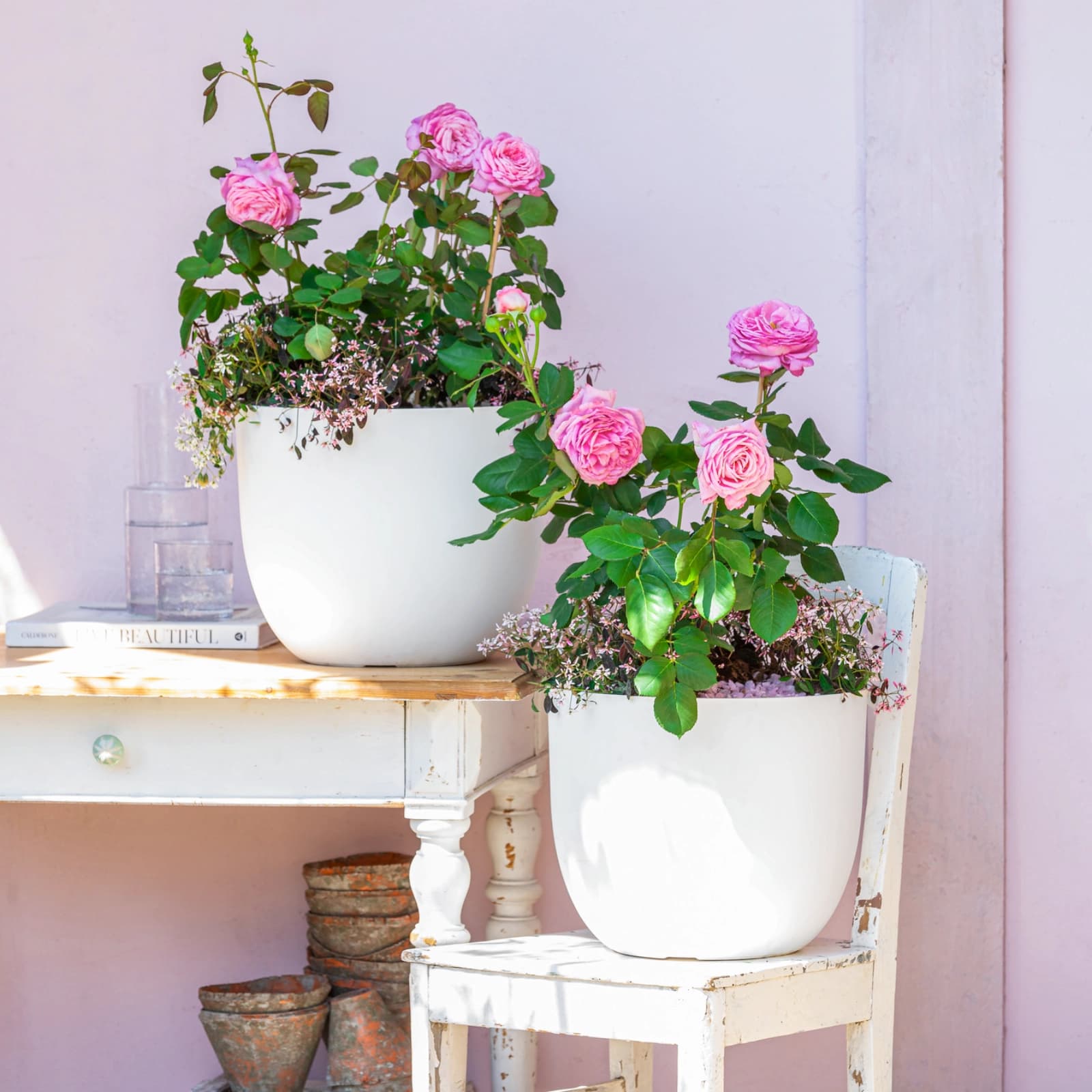 Ziersträucher & Rosen