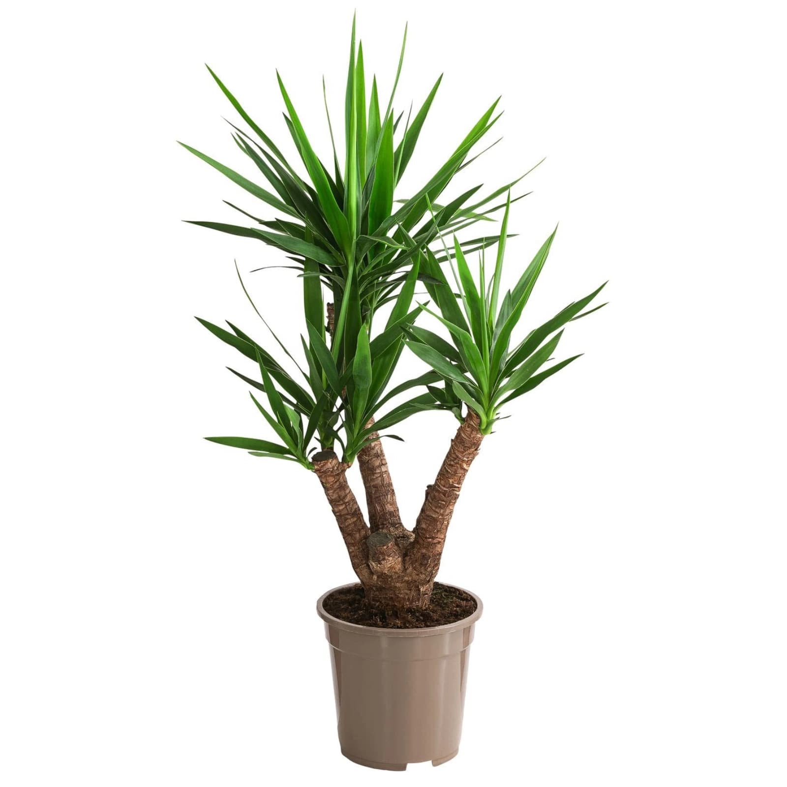 8. Yucca