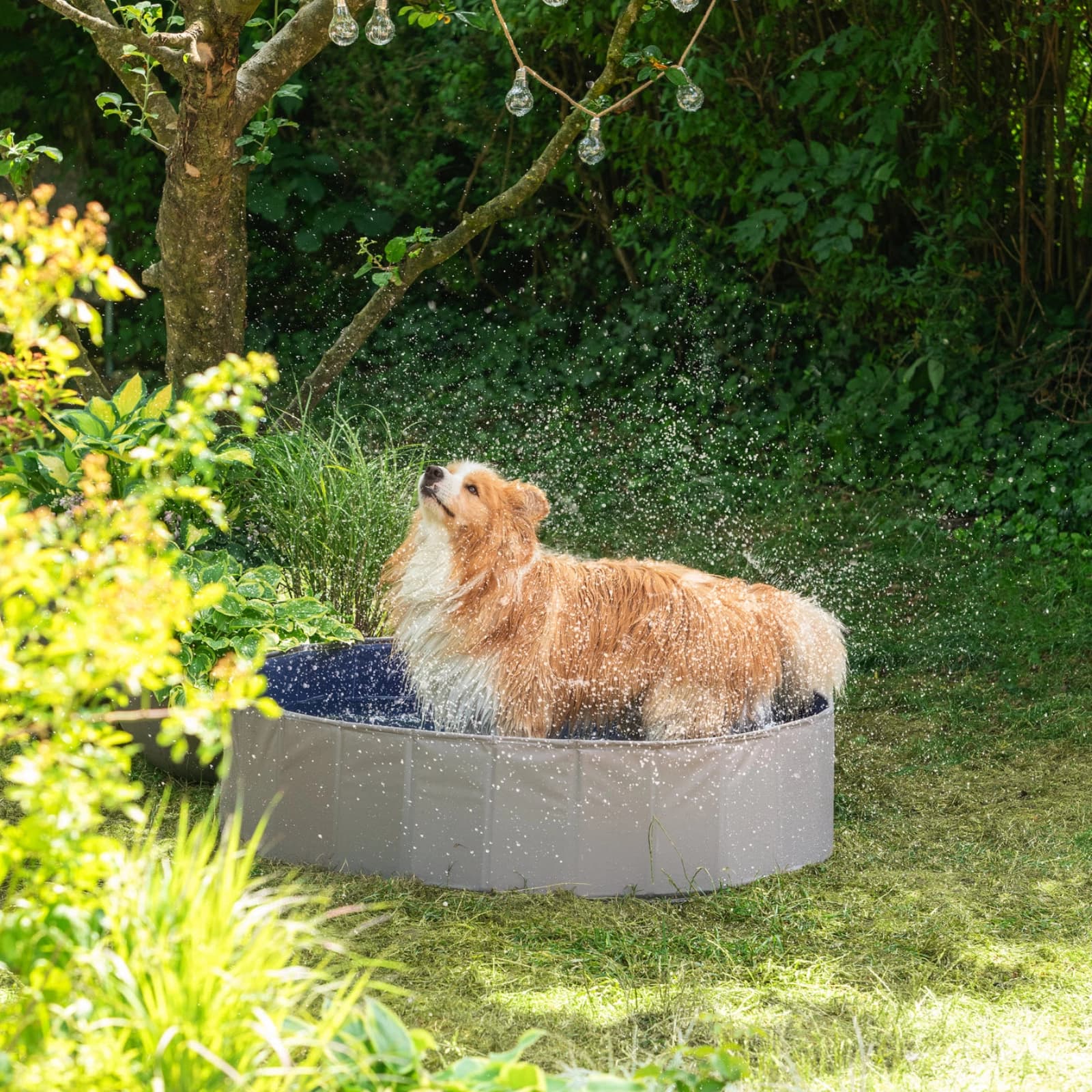 Hund
