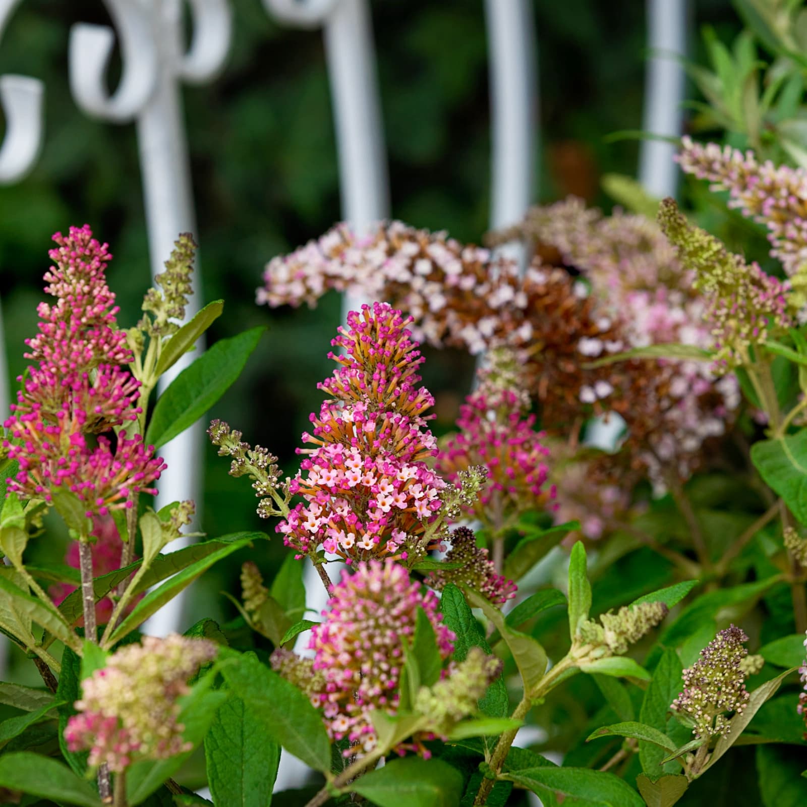 Blühende Sträucher