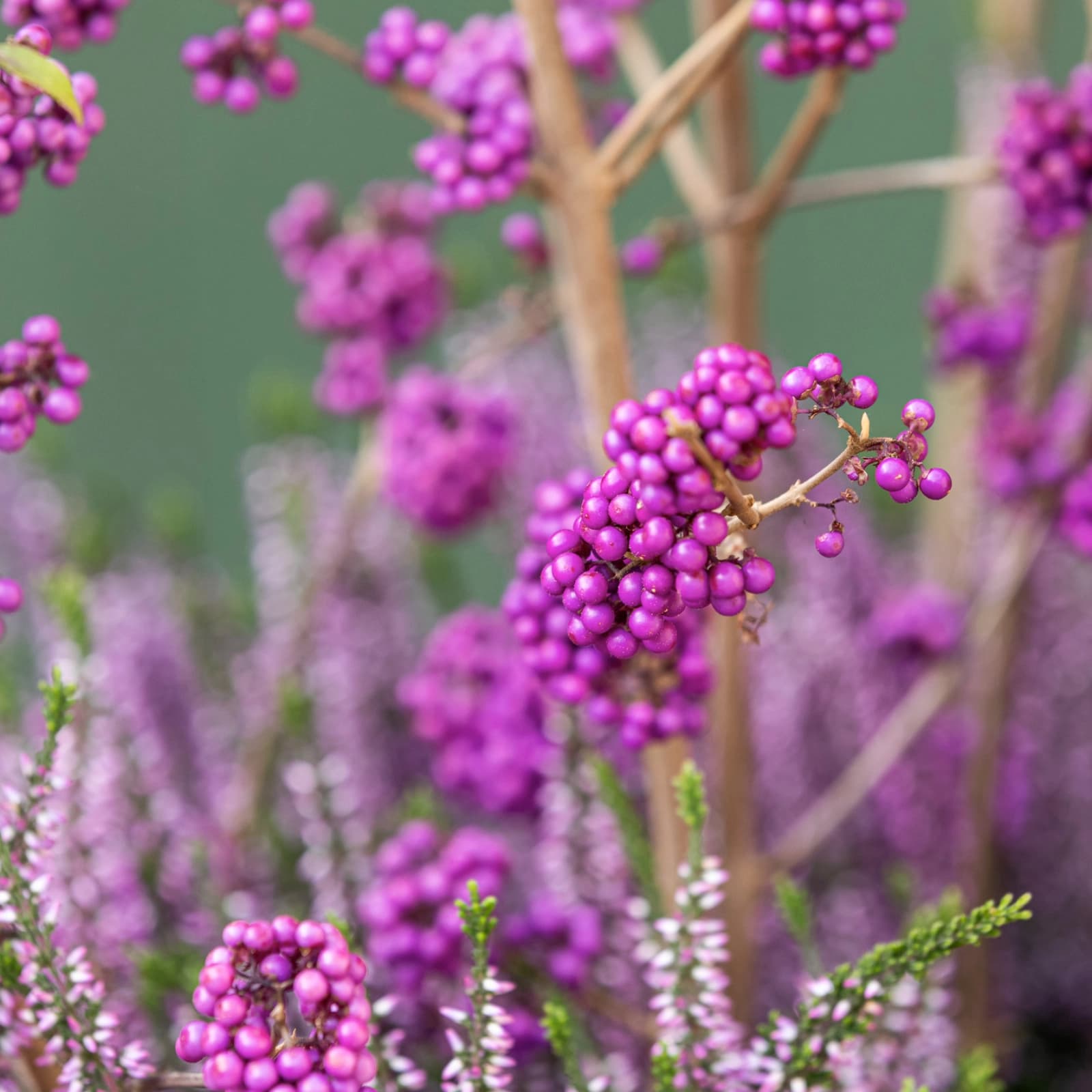 Blühende Sträucher