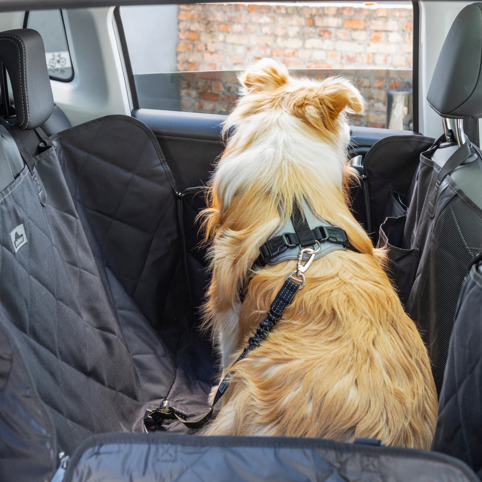 Ratgeber Verreisen mit Hund