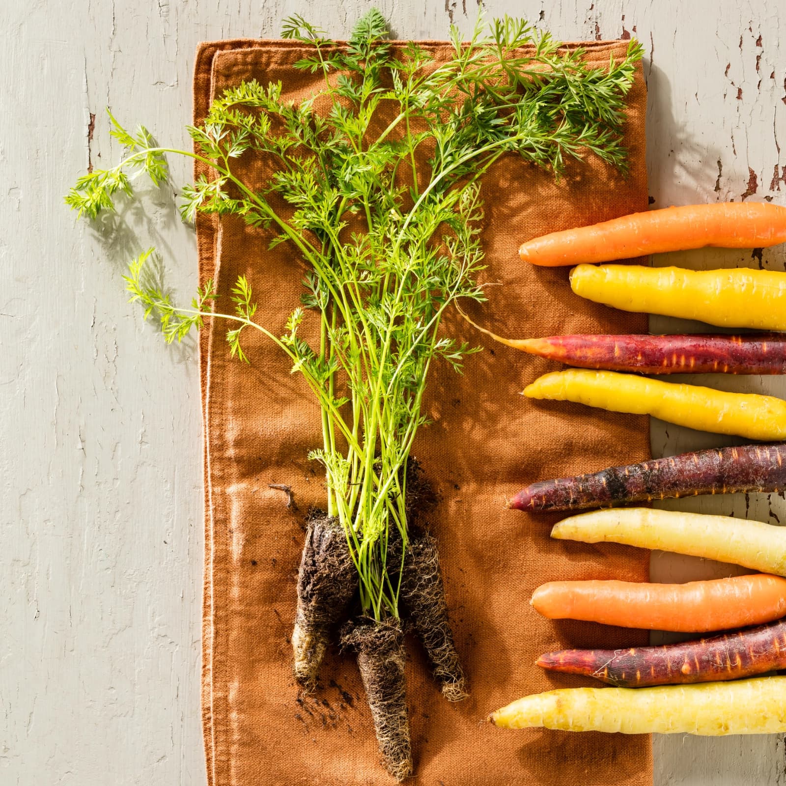 Frühe Möhren