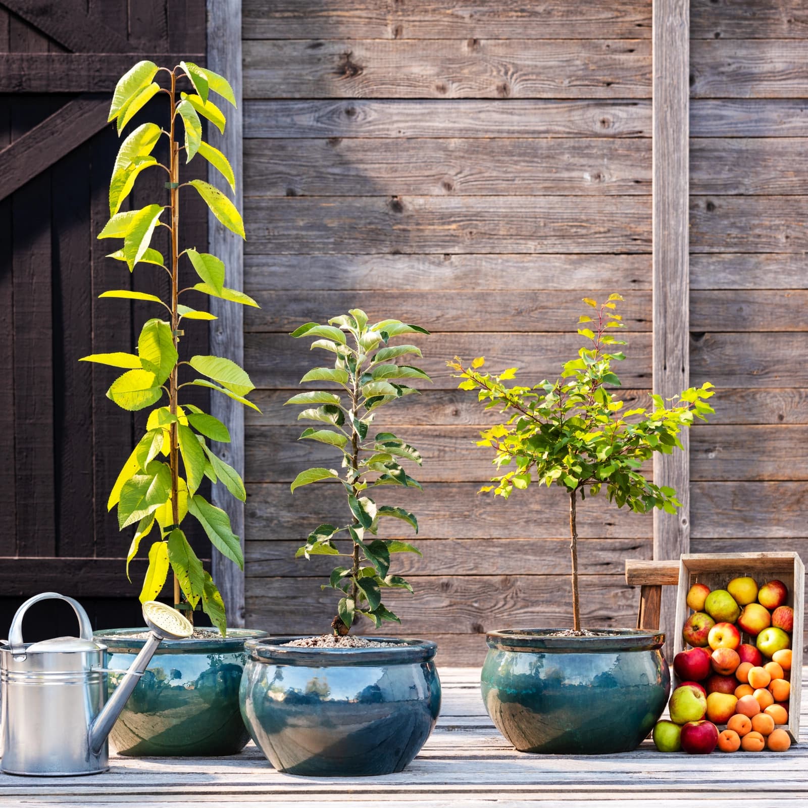 Obst, Gemüse & Kräuter