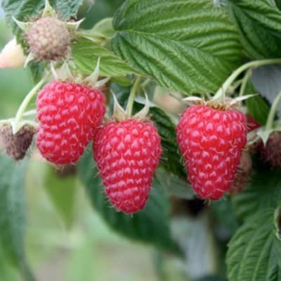 Himbeeren