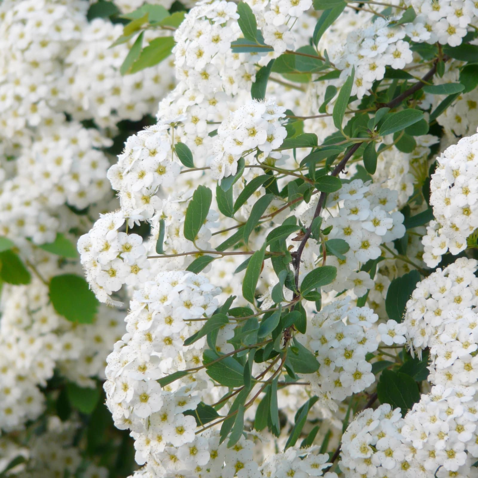 Sträucher-­ & Rosen-Sets