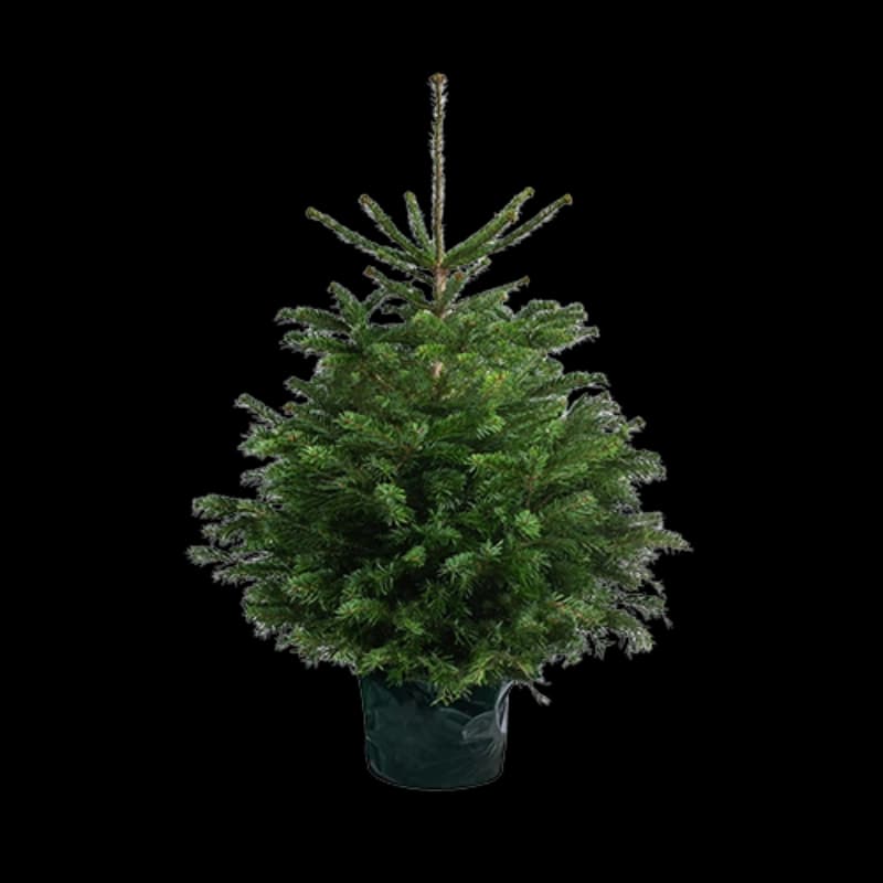 Weihnachtsbäume im Topf