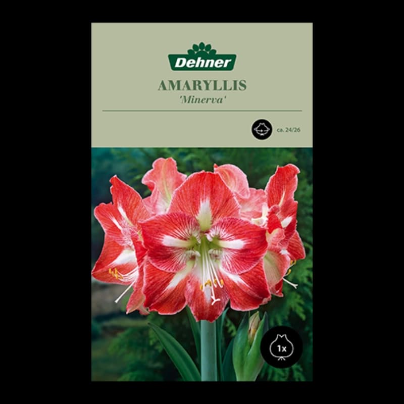 Amaryllis