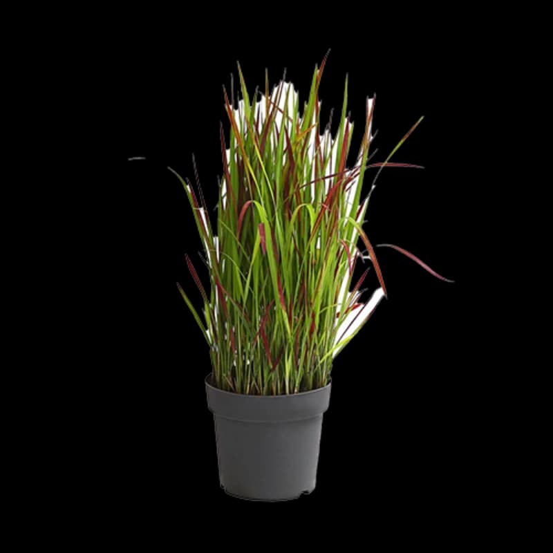 Blutgras