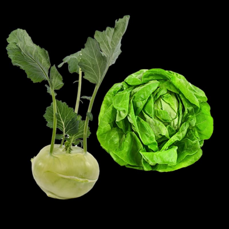Kohl- & Salatpflanzen
