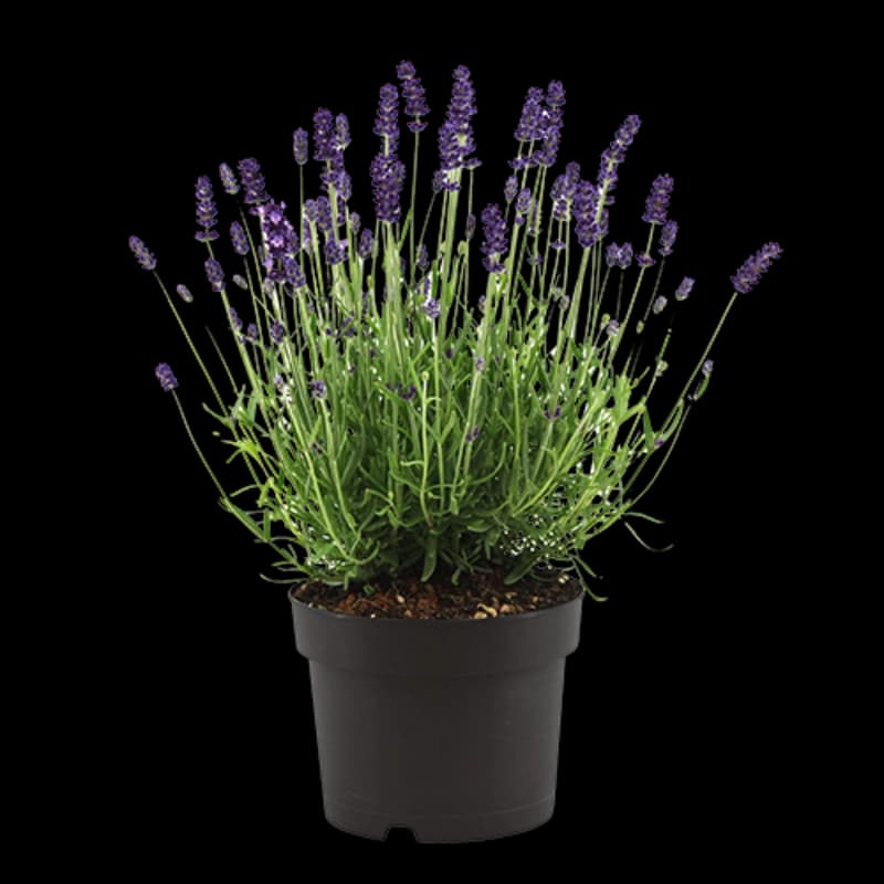 Lavendel